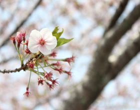 桜の写真